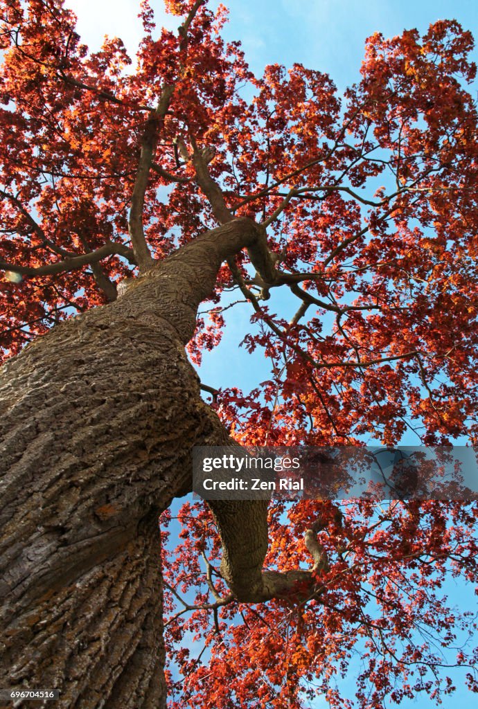 Looking Up At A Red Maple Tree Also Called Acer Rubrum Swamp Maple ...