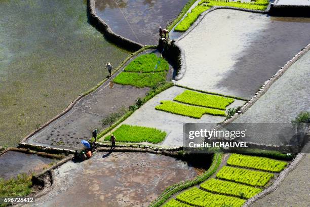 workers rice terraces philippines - personne humaine stockfoto's en -beelden