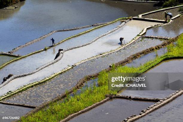 workers in rice terraces philippines - forme géométrique fotografías e imágenes de stock