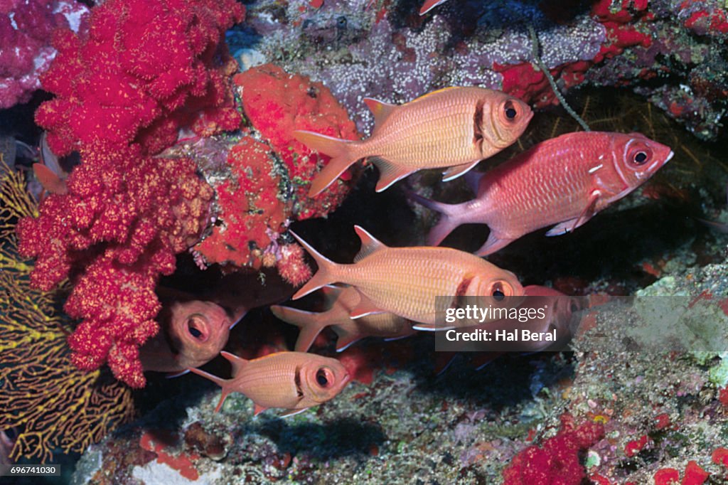 School of Epaulette Soldierfish and Tailspot Squirrelfish