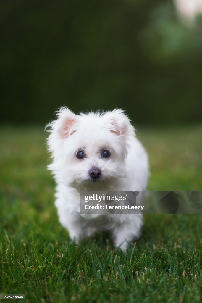 Maltese Dog On Grass Field