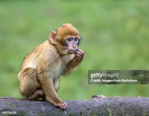 young barbary macaque (macaca sylvanus) - monkey stockfoto's en -beelden