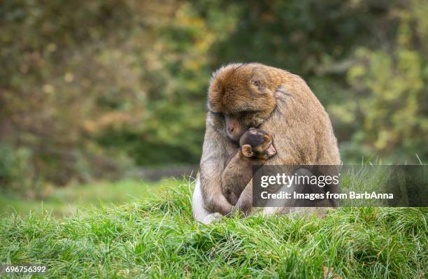 adult barbary macaque (macaca sylvanus) cuddles infant - cute animals cuddling photos et images de collection