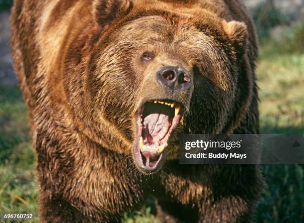 grizzly bear - snarling stock pictures, royalty-free photos & images