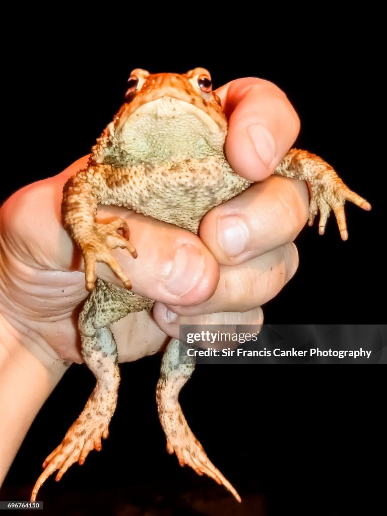 Scared Toadstool Holding A Scared Toad With Hand At Night High-Res Stock Photo - Getty ...