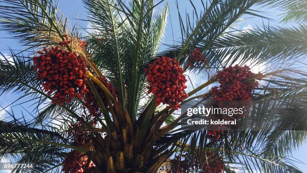 dates growing on palm tree - date palm tree stock-fotos und bilder