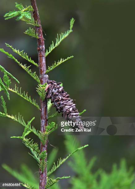 a single bagworm moth case (cocoon) attached to a tree -psychidae or case moth - bagworm moth 個照片及圖片檔
