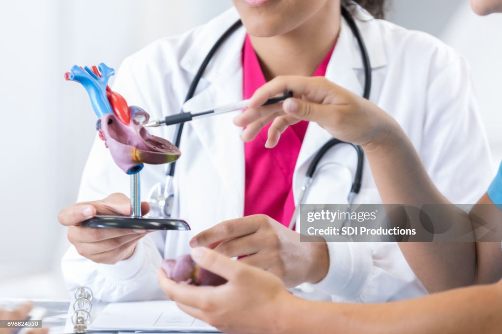 Medical student points to something on a human heart model