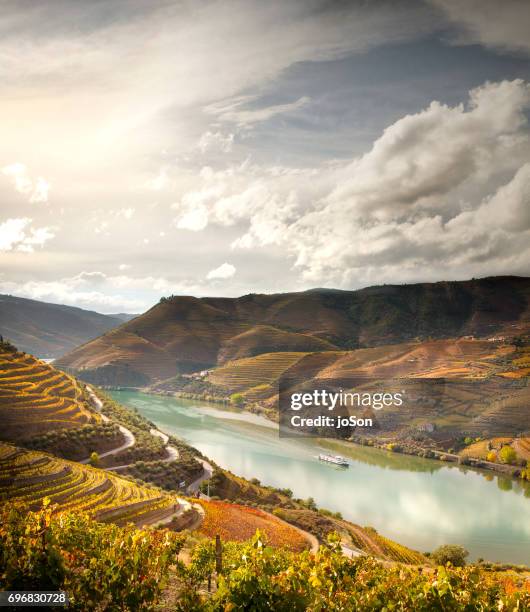 terraced vineyards and river in douro valley, portugal - portugal vineyard stock pictures, royalty-free photos & images