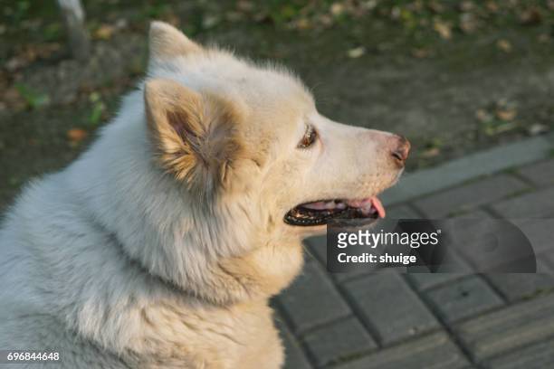 pure white alaskan dog - malamute stock-fotos und bilder