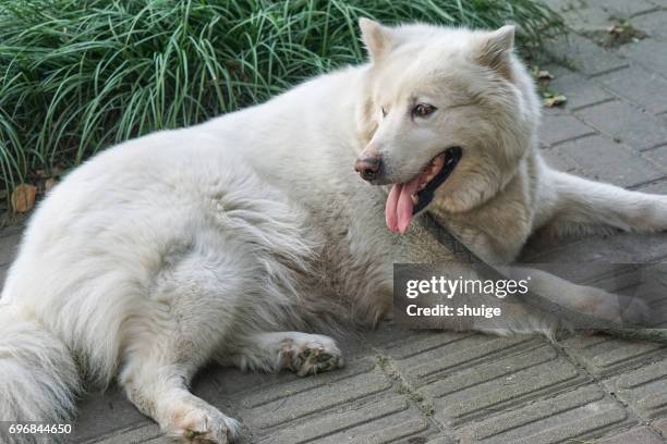 pure white alaskan dog - alaskan malamute stockfoto's en -beelden