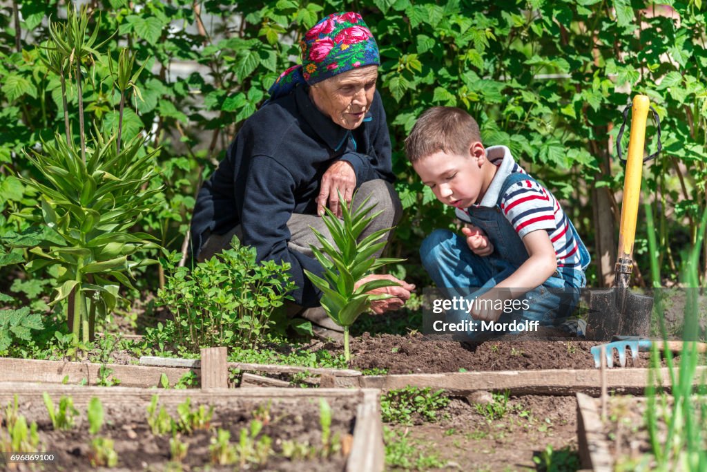 Grandmother's Lessons. Old Woman And Her Grandson Working At Garden