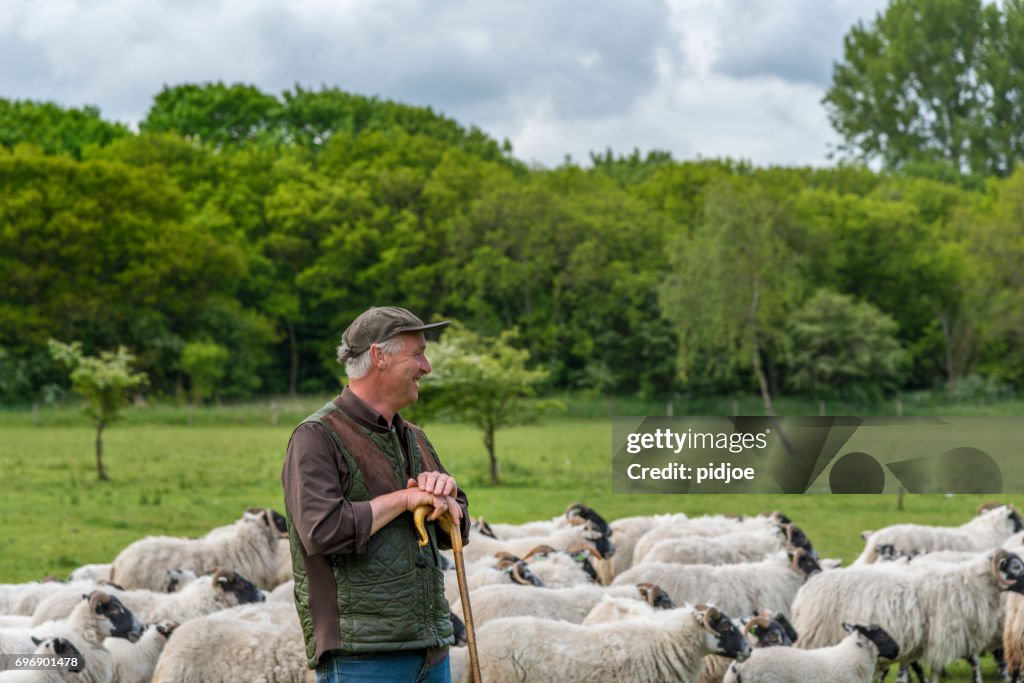 Shepherd leaning on his staff , flock of sheep in the background