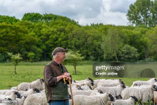 shepherd leaning on his staff , flock of sheep in the background - shepherd stock pictures, royalty-free photos & images