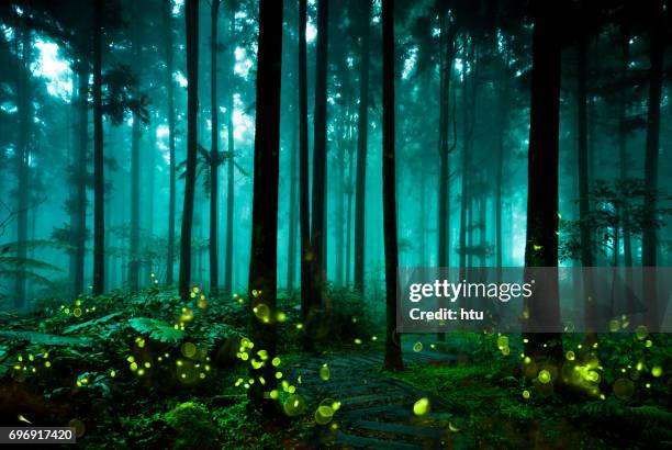 firefly - fireflies stockfoto's en -beelden