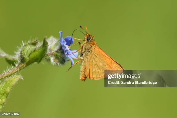 a beautiful large skipper (ochlodes sylvanus) nectaring on a flower. - hesperiidae stock pictures, royalty-free photos & images