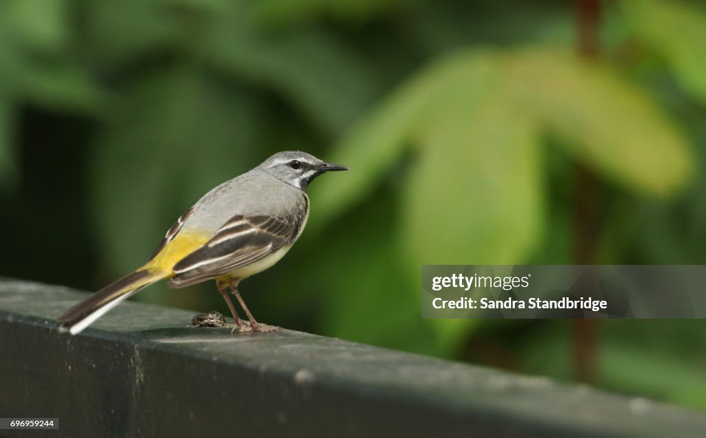 A stunning male Grey Wagtail (Motacilla cinerea) perched on a bridge.