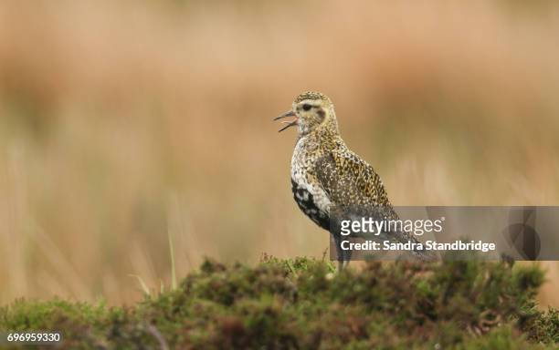 a stunning golden plover bird (pluvialis apricaria) perched on top of a heather bush on the moors calling. - plover stock pictures, royalty-free photos & images
