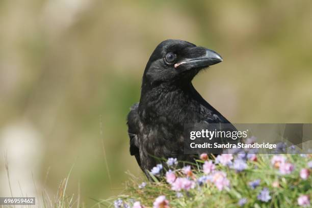 Yange Ravim 38,282 Raven Stock Photos, High-Res Pictures, and Images - Getty Images