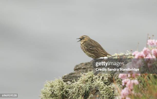 a rock pipit (anthus petrosus) perched on a lichen covered rock at the edge of a cliff singing. - portrait lachen stock pictures, royalty-free photos & images