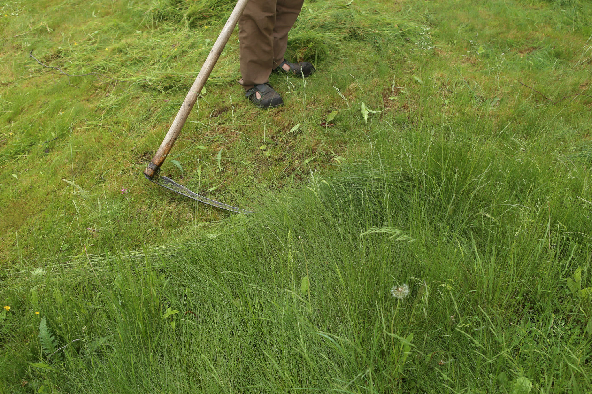 traditional lawn care