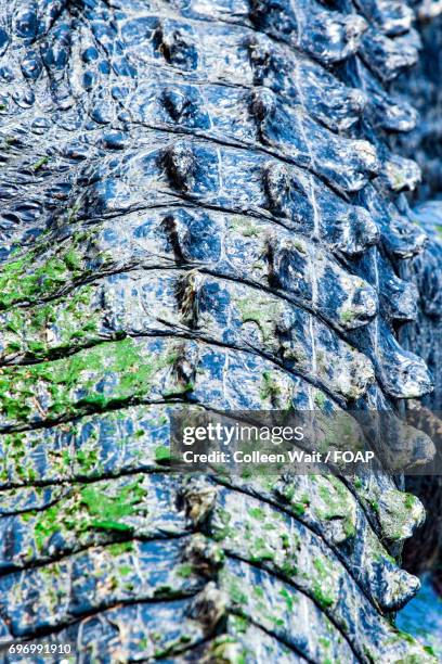 Alligator Skin Texture Photos And Premium High Res Pictures Getty Images alligator-skin-texture-photos-and-premium-high-res-pictures-getty-images