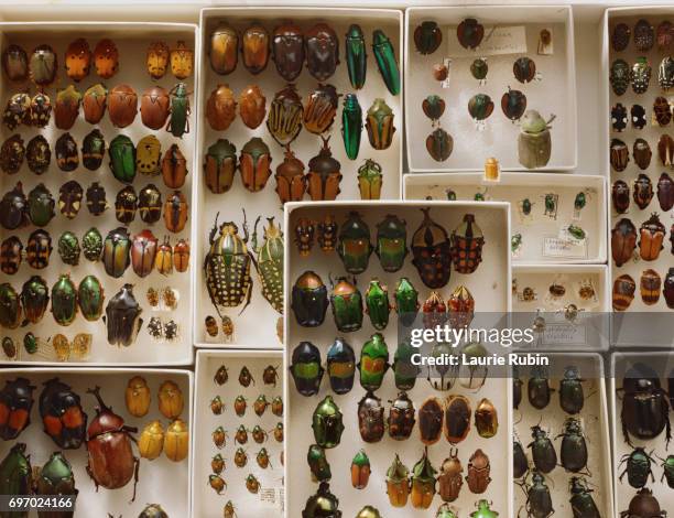 10,587 Insect Collection Stock Photos, High-Res Pictures, and Images ...