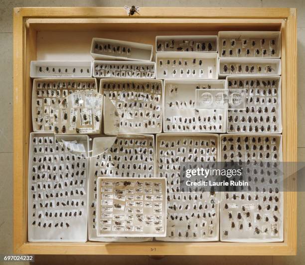 Photos Insects Collection 10,587 Insect Collection Stock Photos, High-Res Pictures, and Images ...