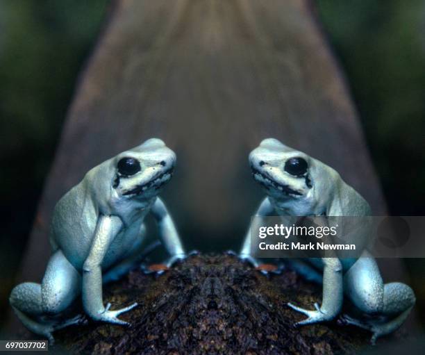 golden poison dart frog - golden poison frog stock pictures, royalty-free photos & images