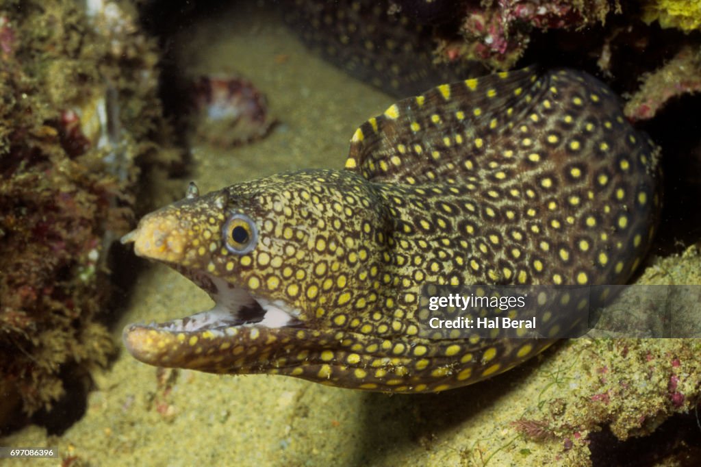 Jewel Moray Eel