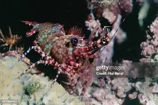 common marbled shrimp - saron stock pictures, royalty-free photos & images