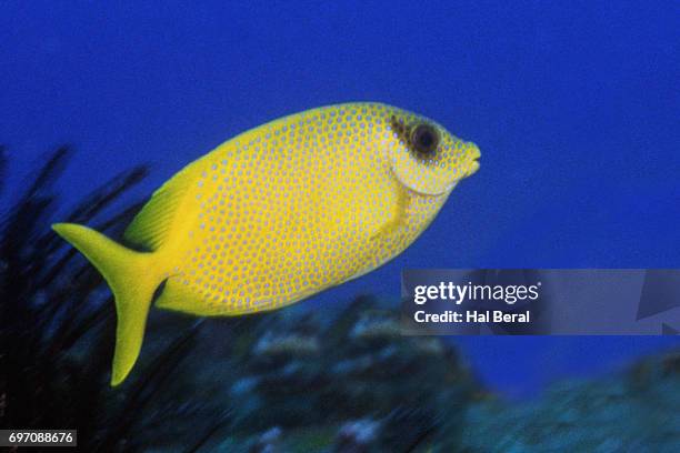 Common Rabbit Fish 162 Rabbitfish Stock Photos, High-Res Pictures, and Images - Getty Images
