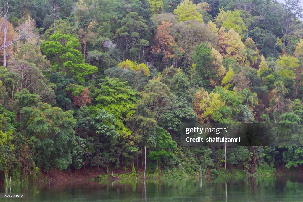 A submerged forest in Royal Belum Rainforest park - is believed to have been in existence for over 130 million years making it one of the world’s oldest rain-forests.