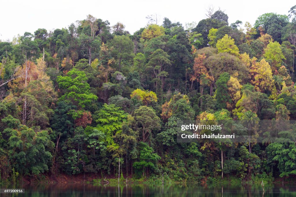 A submerged forest in Royal Belum Rainforest park - is believed to have been in existence for over 130 million years making it one of the world’s oldest rain-forests.