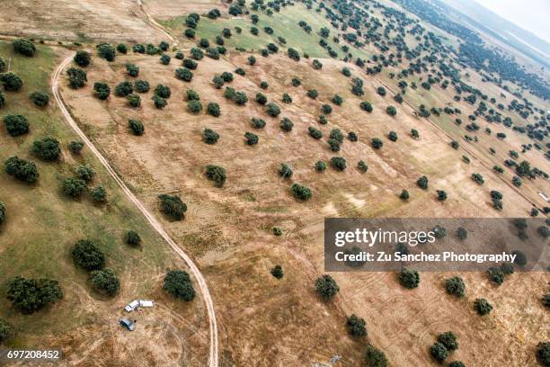 sevillian meadow - tierra salvaje stock pictures, royalty-free photos & images