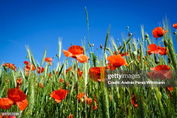 rote mohnblumen im getreidefeld mit blauem himmel - ländliches motiv stock pictures, royalty-free photos & images