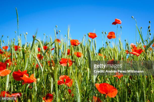 rote mohnblumen im getreidefeld, stahlend blauer himmel - mohn pflanze 個照片及圖片檔