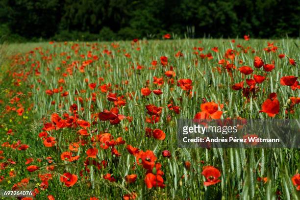 rote mohnblumen im getreidefeld am waldrand - mohn pflanze 個照片及圖片檔