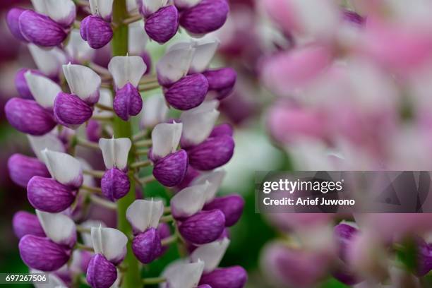 purple muscari armeniacum - muscari armeniacum stock pictures, royalty-free photos & images