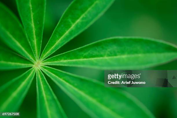 muscari armeniacum leaf - muscari armeniacum stock pictures, royalty-free photos & images