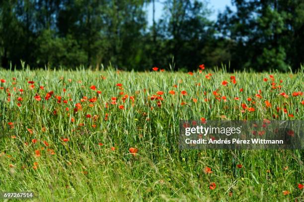 rote mohnblumen im getreidefeld am waldrand mit himmel - glitzernd stock pictures, royalty-free photos & images