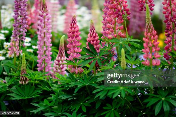 pink muscari armeniacum - muscari armeniacum stock pictures, royalty-free photos & images