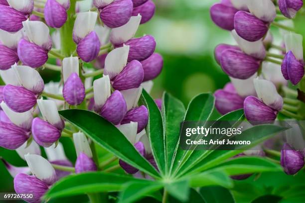 purple muscari armeniacum - muscari armeniacum stock pictures, royalty-free photos & images