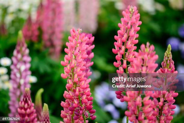 pink muscari armeniacum - muscari armeniacum stock pictures, royalty-free photos & images