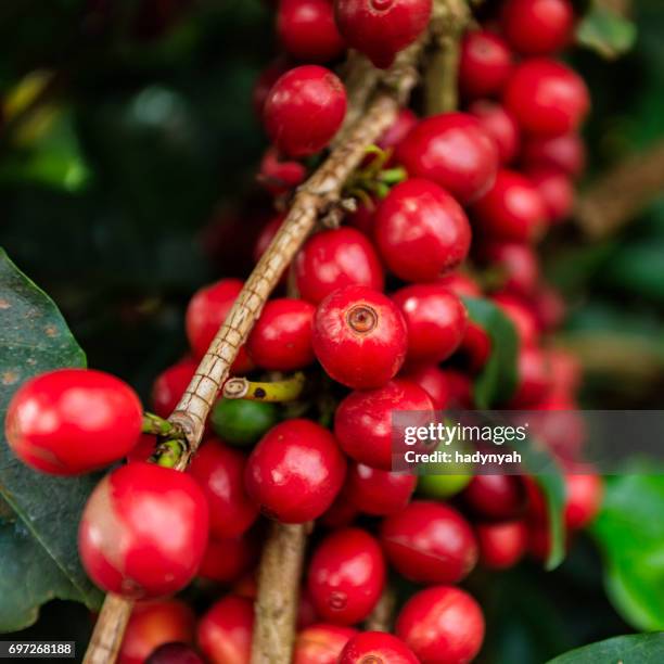 close-up of coffee cherries on kenyan plantation, east africa - kenya coffee stock pictures, royalty-free photos & images