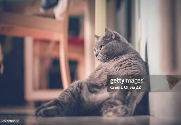 a fat cat leaning against wall - fat fotografías e imágenes de stock