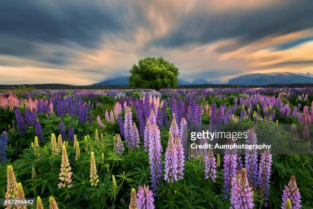 lupin field in new zealand. - timelapse new zealand stock pictures, royalty-free photos & images