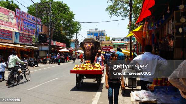 elephant roaming on road - street view near mahakal temple in ujjain, india - jyotirlinga stock pictures, royalty-free photos & images