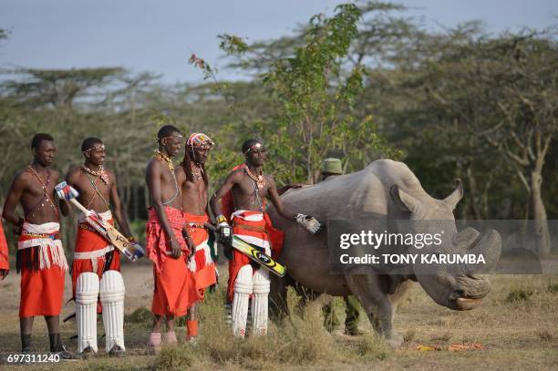 Maasai warriors pose with Sudan, the only male of the last three northern white rhino sub-species on the planet on June 18, 2017 following a charity...