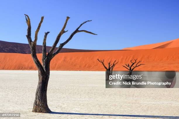 petrified forest, deadvlei, namibia, africa - namib desert stock pictures, royalty-free photos & images